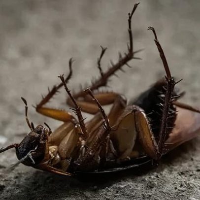 Entenda por que baratas morrem de costas, segundo a ciência