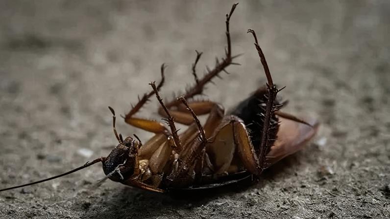 Devido ao peso elevado de seu exoesqueleto e ao deslocamento do centro de gravidade, o animal acaba tombando para trás com facilidade. Uma vez nessa posição invertida, a barata perde a capacidade de se desvirar.