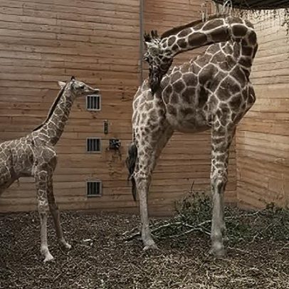 Conheça o novo filhote de girafa no zoológico da Dinamarca