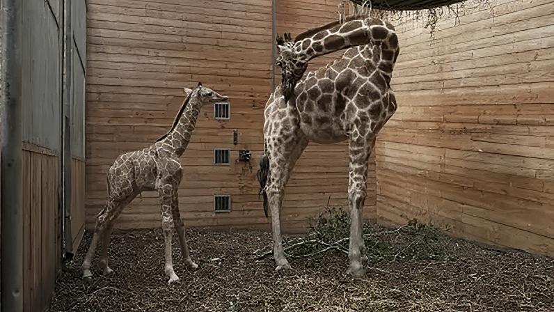 Zoológico de Copenhague dá as boas-vindas ao terceiro filhote de girafa do ano