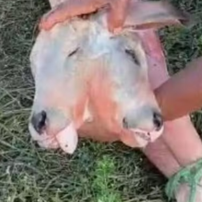 Bezerro nasce com duas cabeças no MA e mãe sobreviveu após tratamento