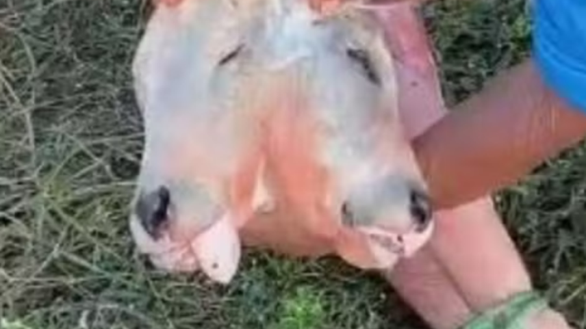 Bezerro nasce com duas cabeças em cidade do MA; mãe sobreviveu após tratamento