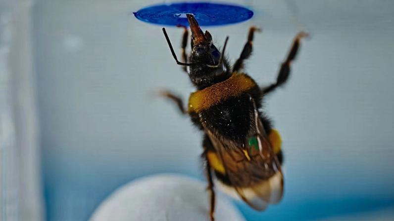 Uma abelha pousa em uma bola para alcançar uma flor artificial, demonstrando uma avançada capacidade de resolução de problemas