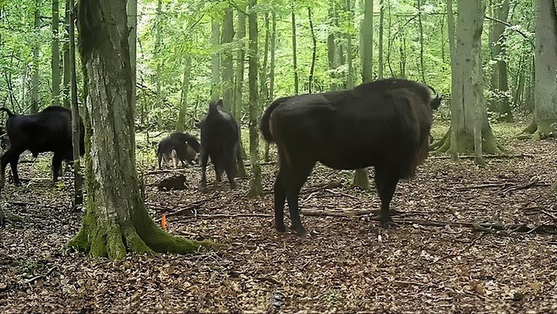 Os ataques entre lobos e bisões-europeus na Floresta de Białowieża duraram menos de 25 minutos — Foto: R. R. Wijnands & T. Borowik/Ecology and Evolution