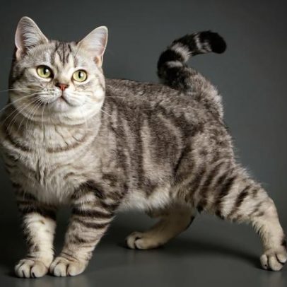 Bolsa primordial: 6 curiosidades sobre a pelanquinha na barriga dos gatos