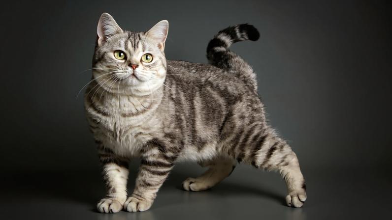 Bolsa primordial: 6 curiosidades sobre a pelanquinha na barriga dos gatos