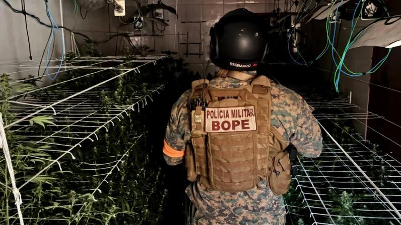 Imagem colorida, Bope encontra 128 pés de maconha em estufa em megaoperação contra TCP - Metrópoles