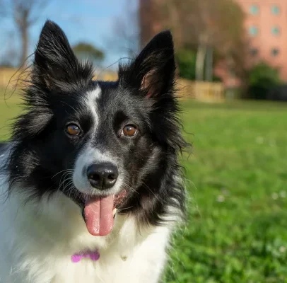 Medicamentos simples proibidos para collies e vira-latas