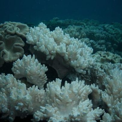Aquecimento global pode levar ao desaparecimento de corais endêmicos