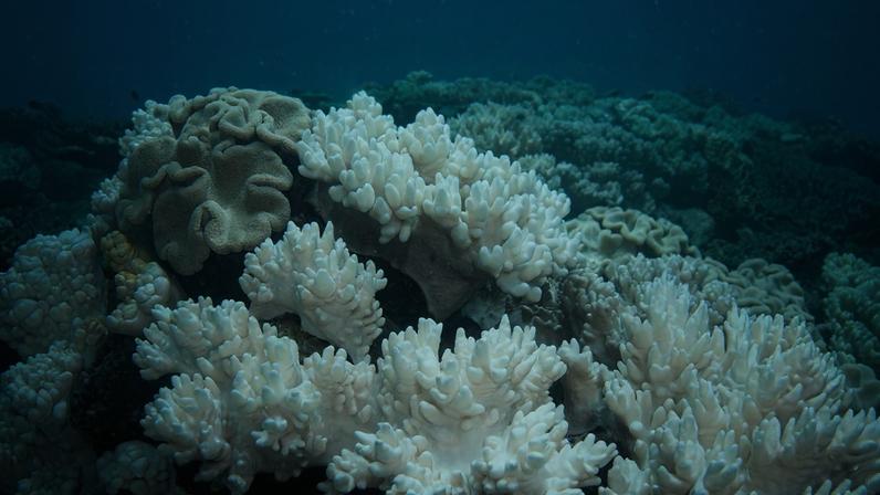 Foto colorida de corais esbranquiçados - Branqueamento de corais: como aquecimento dos oceanos destrói recifes - Metrópoles
