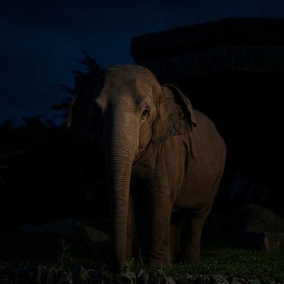 Justiça ordena retirada do elefante Baby do Beto Carrero World