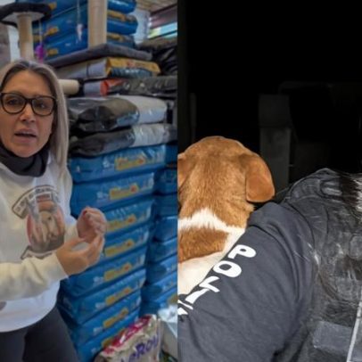 Protetora e veterinários são presos por eutanásias desnecessárias em animais