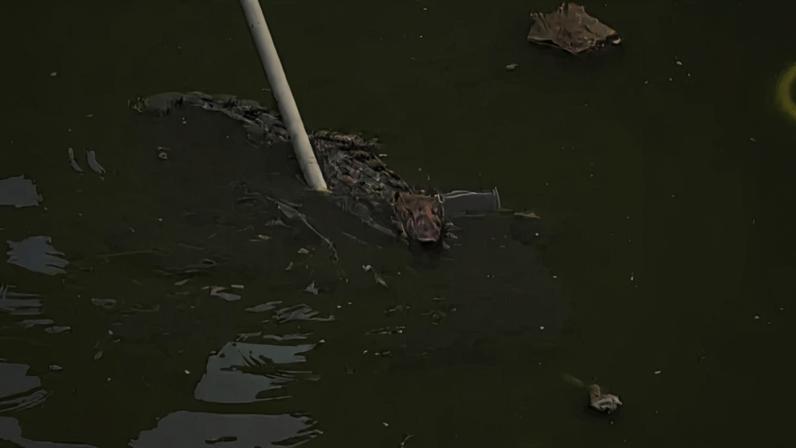Jacaré usado pelo tráfico de drogas no Rio de Janeiro