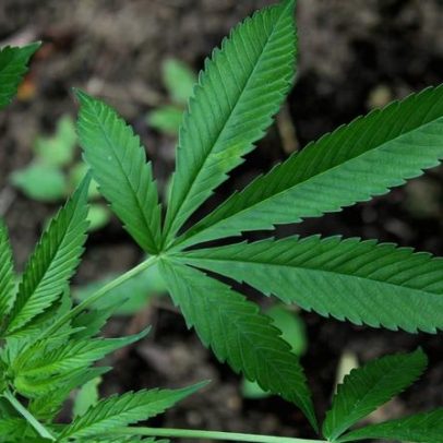 Regulamentação da cannabis medicinal no Brasil pode ampliar opções de tratamento