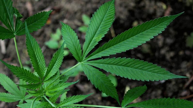 Apesar de envolver o cultivo da planta, a regulamentação não trata do uso recreativo da maconha