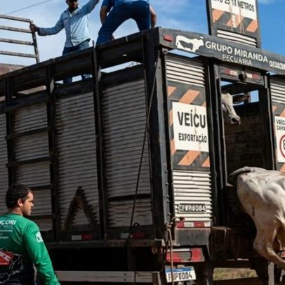 Produtores libertam gado apreendido em operação de preservação no Pará