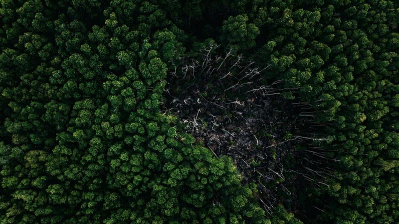 Artigo aponta que mudanças climáticas tornam floresta muito mais sensível ao desmatamento do que se imaginava