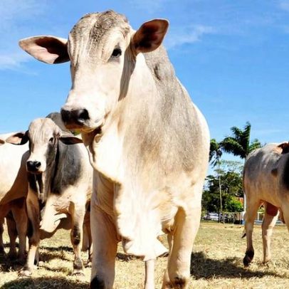 China reconhece território brasileiro como livre da febre aftosa sem vacinação