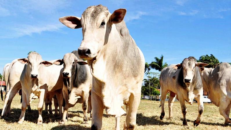 Decisão chinesa ocorre um ano após a OMSA reconhecer o Brasil como país livre de febre aftosa sem vacinação