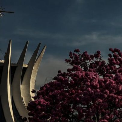 Ipês-roxos revelam nova paisagem de Brasília com flores exuberantes