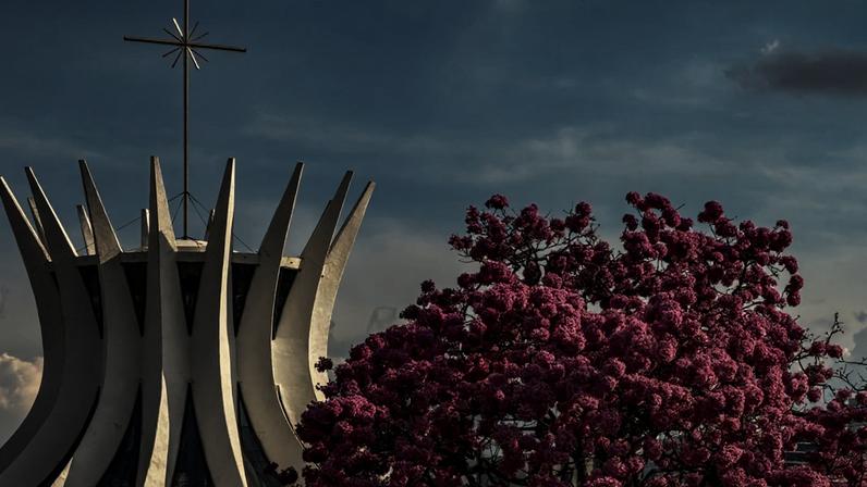 Ipês-roxos revelam nova paisagem de Brasília com flores exuberantes