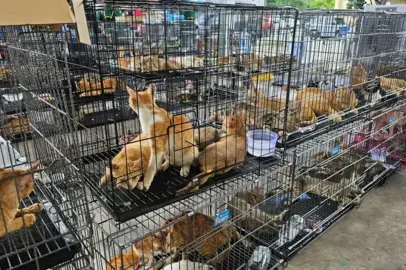 Centenas de gatos roubados para consumo são resgatados pela polícia no Vietnã