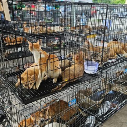 Polícia resgata mais de 400 gatos roubados para consumo de carne no Vietnã