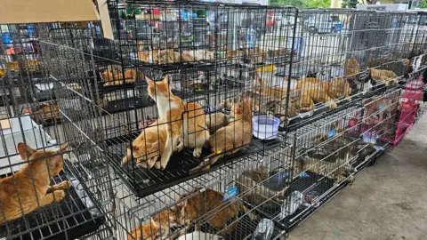 Centenas de gatos roubados para consumo são resgatados pela polícia no Vietnã