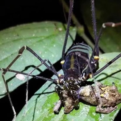 Aracnídeo pode caçar e devorar rãs vivas em florestas da América do Sul
