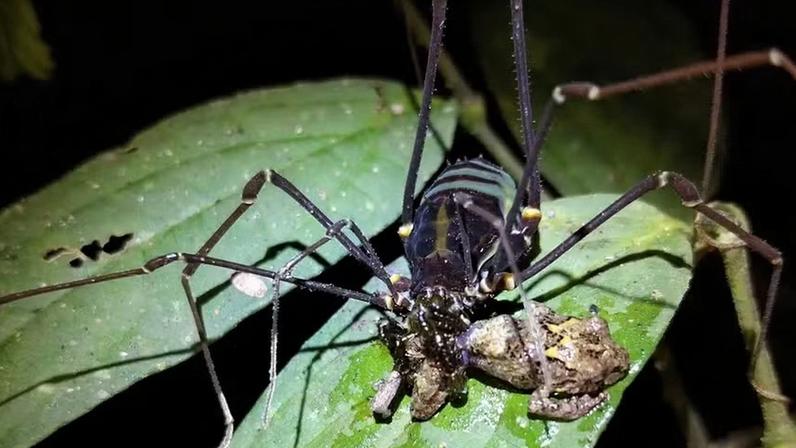 Um opilião (Phareicranaus sp), também conhecido como aranha-de-pernas-longas, agarra uma rã (Pristimantis sp.) para devorá-la na Colômbia.