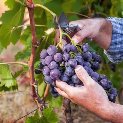 Safra 2025 em Bordeaux: 15 vinhos orgânicos favoritos