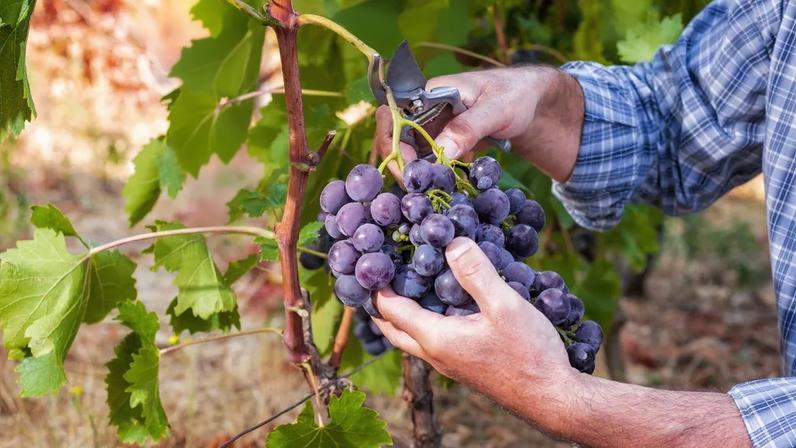 Safra 2025 em Bordeaux: 15 vinhos orgânicos favoritos