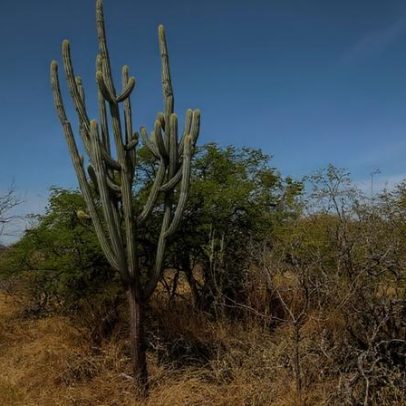 Nova política de recuperação da Caatinga entra em vigor