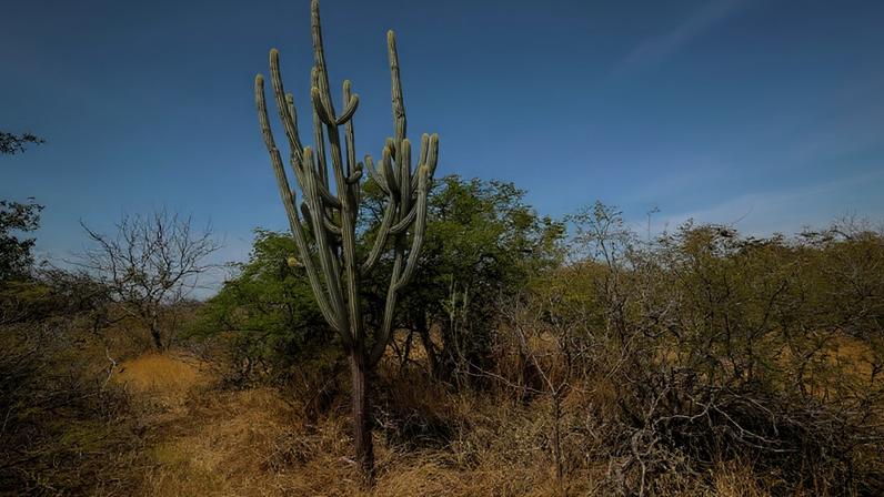 Na imagem acima, bioma da caatinga na região de Petrolina, interior de Pernambuco