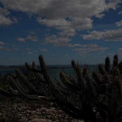 Senado aprova política de recuperação da Caatinga, que já está em vigor