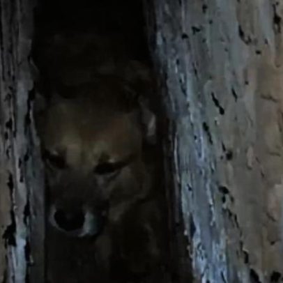 Cão caramelo é resgatado após ficar preso entre paredes de duas casas