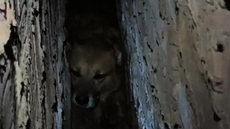 Imagem colorida,Cachorro é resgatado após ficar preso entre as paredes no Maranhão- Metrópoles