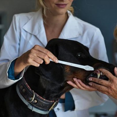 Doença periodontal atinge 80% dos cães; saiba como prevenir