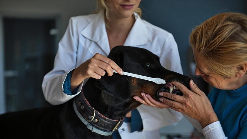 Foto colorida de veterinárias escovando dentes de cachorro