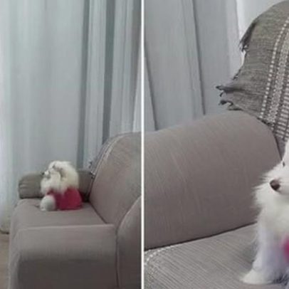 Tutora flagra cachorrinha relaxando em massageador e cena viraliza