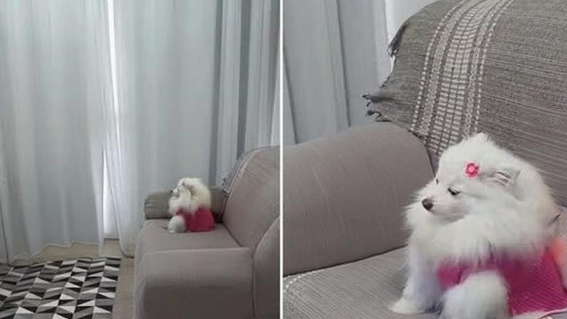 Tutora flagra cachorrinha relaxando em massageador e cena viraliza: “Fiquei em choque”