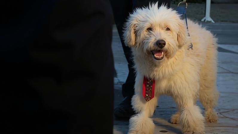 Cachorro Scooby é aceito como parte em processo e juiz condena tutora