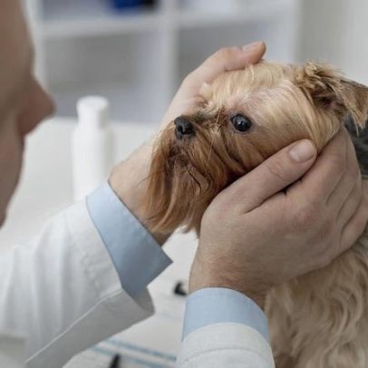 Proteger ouvidos de pets no banho reduz risco de otite e infecções