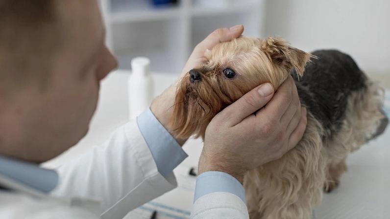 cachorro de porte pequeno sendo avaliado