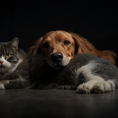 Comissão aprova política de vacinação gratuita para animais