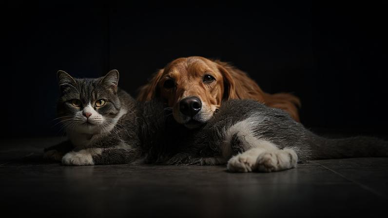 Projeto cria vacinação gratuita de animais contra doenças transmissíveis a humanos