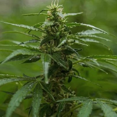 Derivado de CBD alivia dor sem efeito psicoativo