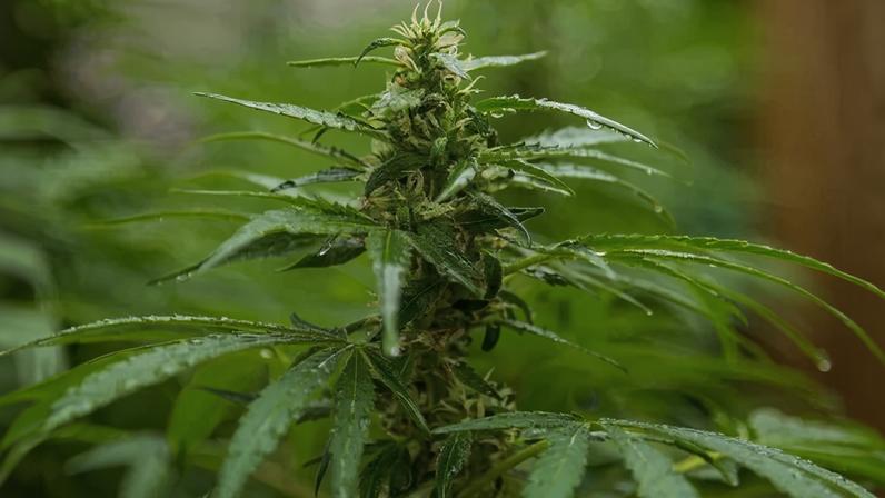 Foto colorida com zoom da cannabis - Metrópoles