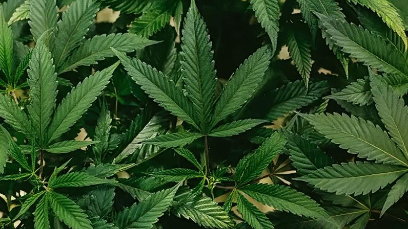 O uso de cannabis não diminui a testosterona e pode até mesmo elevar os níveis de hormônios sexuais, diz estudo