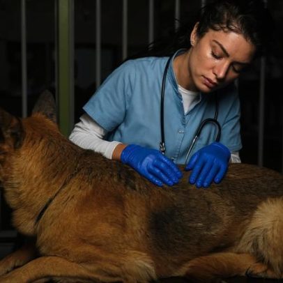 Brasil concentra 95% dos casos de leishmaniose, alerta sobre risco